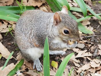 Close-up of squirrel