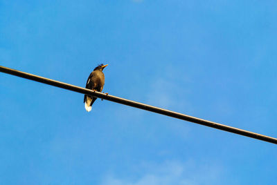 Low angle view of bird perching on cable