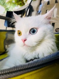 Close-up portrait of a cat