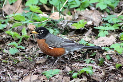 Bird on tree stump