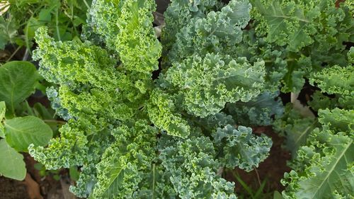 Close-up of white flowering plants