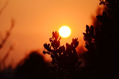 Close-up of silhouette plant against orange sky