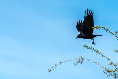 Low angle view of birds flying against blue sky