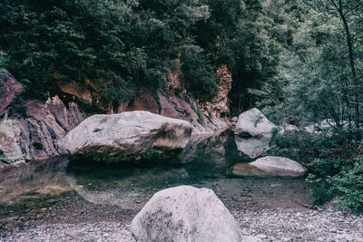 Rock formation in water at forest