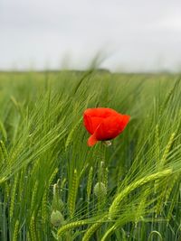 Close-up of red poppy in field