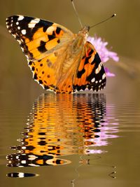 Close-up of butterfly on flower