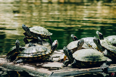 View of turtle in lake