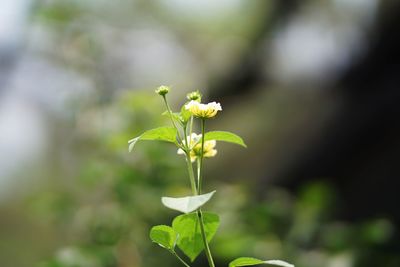 Close-up of flowering plant