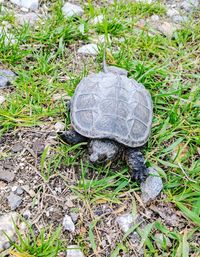 High angle view of tortoise in grass