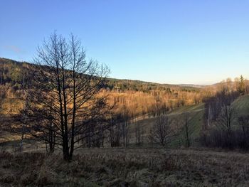 Bare trees on field against clear sky