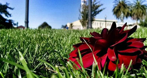 Close-up of red flowers growing on field