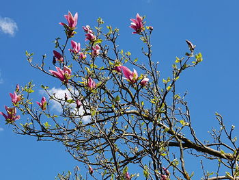 Low angle view of flowering tree against blue sky