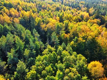 High angle view of yellow flowers in forest