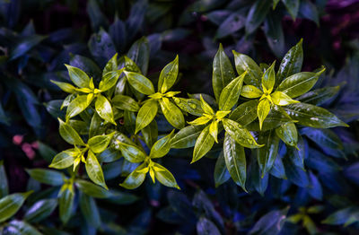 High angle view of flowering plant