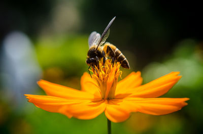Close-up of honeybee pollinating on flower