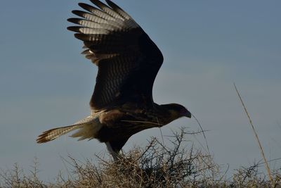 Low angle view of eagle flying against sky