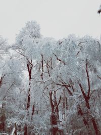 Close-up of frozen bare tree against clear sky