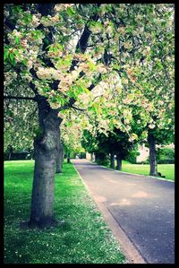 Trees in park