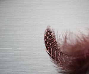 Close-up of feather against white burlap