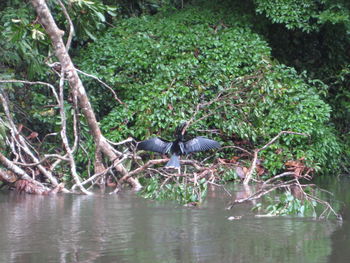 Bird by plants against trees