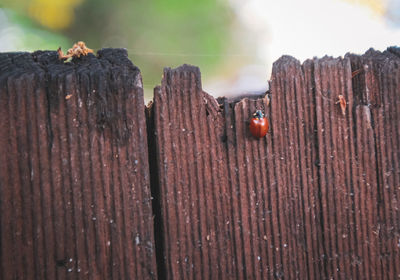 Close-up of wooden fence