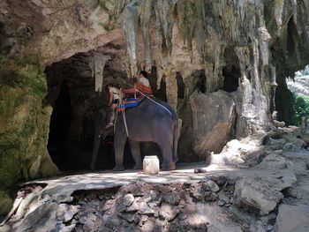 View of horse in cave