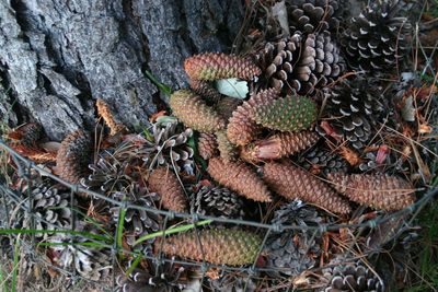 Close-up of fruit on tree