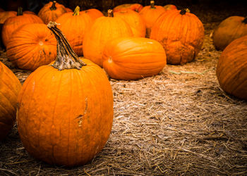 Close-up of pumpkins on field