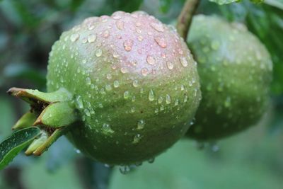 Close-up of wet pomegranate during rainy season