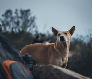 Portrait of a dog