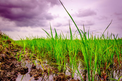 Crops growing on field against sky