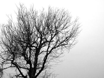 Low angle view of bare tree against clear sky