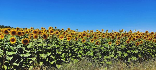 Scenic view of sunflower field against clear blue sky