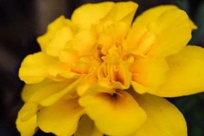 Close-up of yellow flower