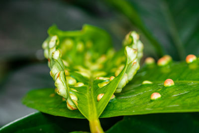 Close-up of raindrops on leaves