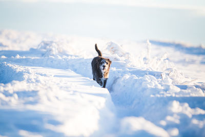 Dog on snow covered landscape