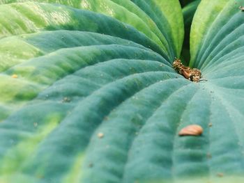 Close-up of insect on leaf