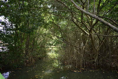 Trees growing in forest
