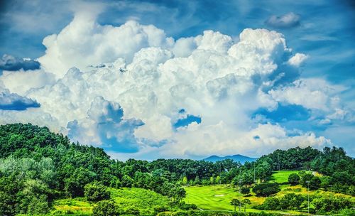 Panoramic view of trees on field against sky