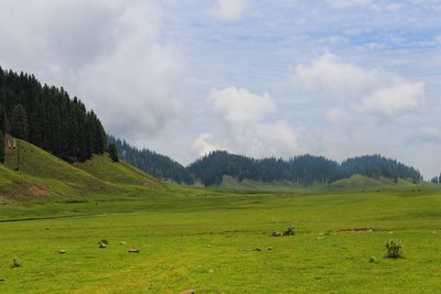 Scenic view of grassy field against sky