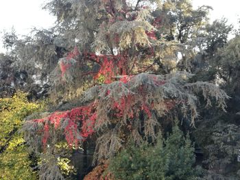 Trees growing outdoors