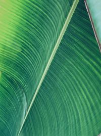 Full frame shot of palm leaf