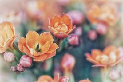 Close-up of orange flowering plant