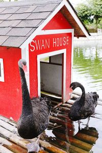 Close-up of swan on lake