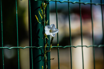 Close-up of flowering plant against fence