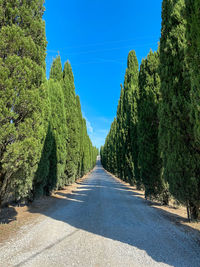 Road amidst trees against sky