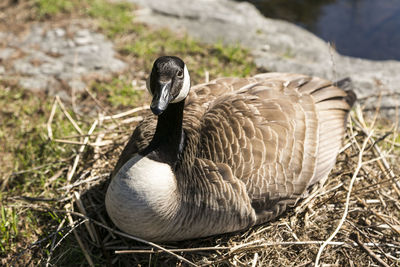 Closeup horizontal frontal view of large female canada goose  sitting on branch nest 