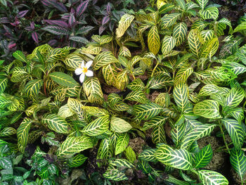 High angle view of plants growing on field