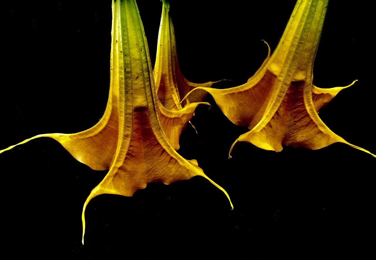 black background, close-up, studio shot, no people, nature, beauty in nature, indoors, plant, night, yellow, growth, fragility, vulnerability, animal, plant part, focus on foreground, bone, cut out, animal wildlife, field