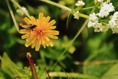 Close-up of bee on yellow flower